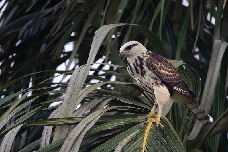 Grey-lined Hawkjuvenile