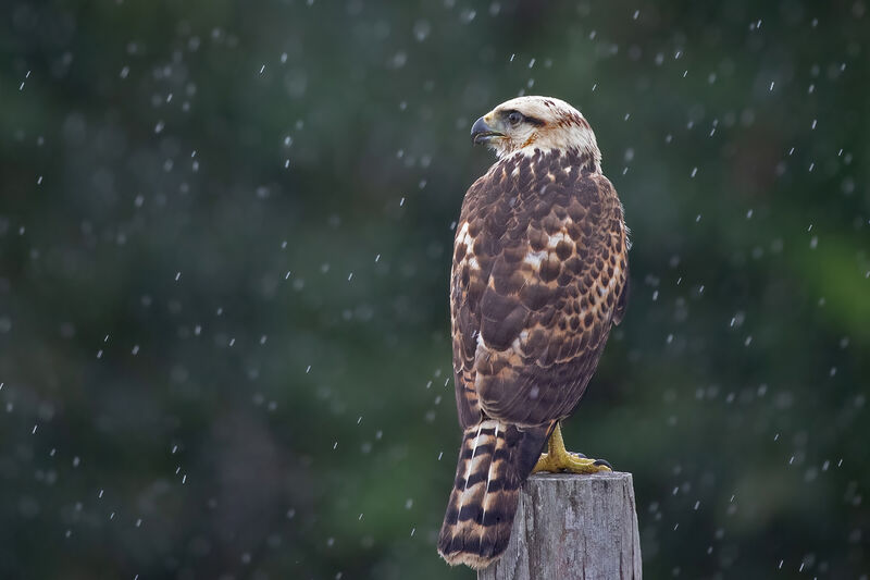 Grey-lined Hawk