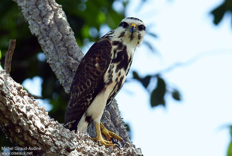 Grey-lined Hawkjuvenile, close-up portrait