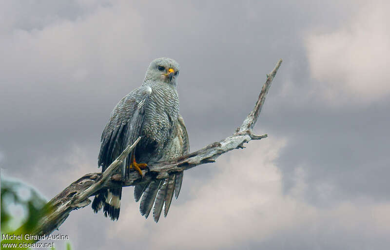 Grey-lined Hawkadult