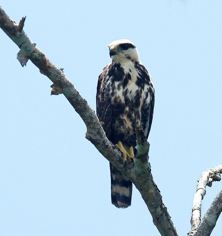 Grey-lined Hawkjuvenile