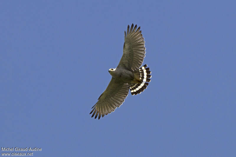 Grey-lined Hawkadult, pigmentation, Flight