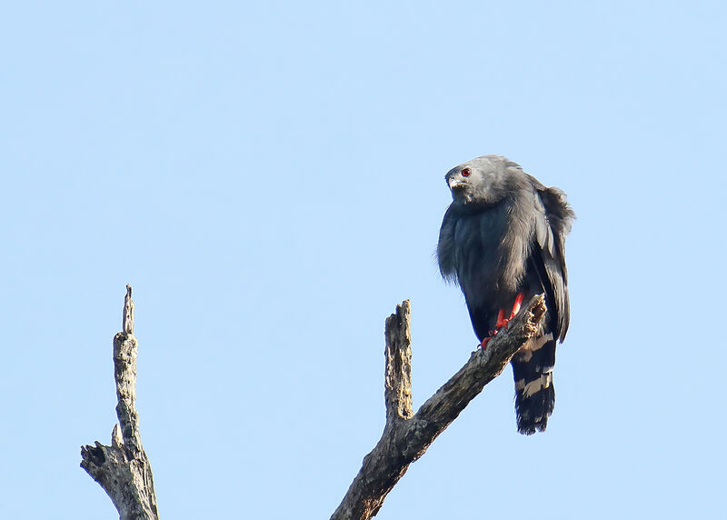 Crane Hawkadult