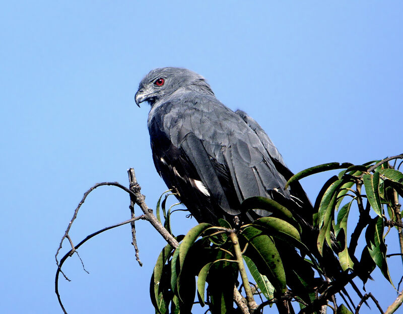 Buse échasseadulte, identification