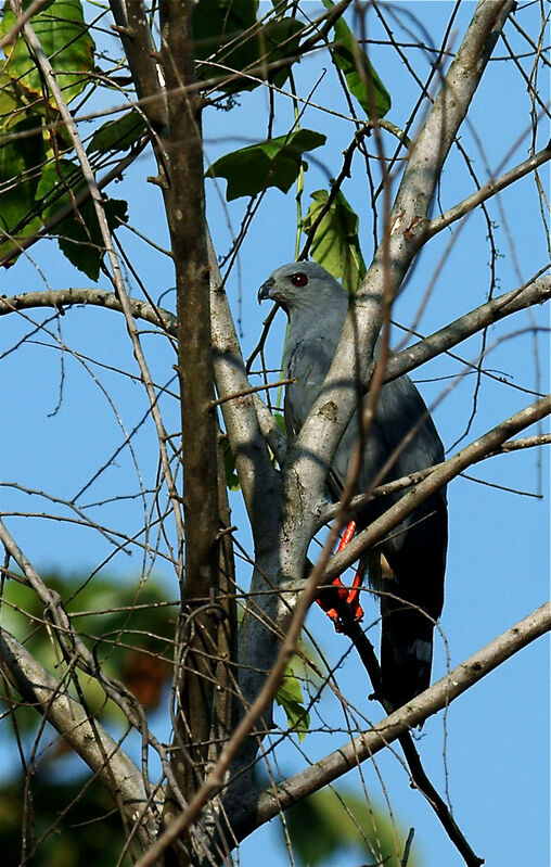 Buse échasse