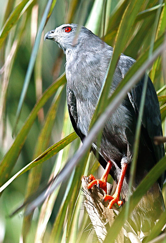 Buse échasse