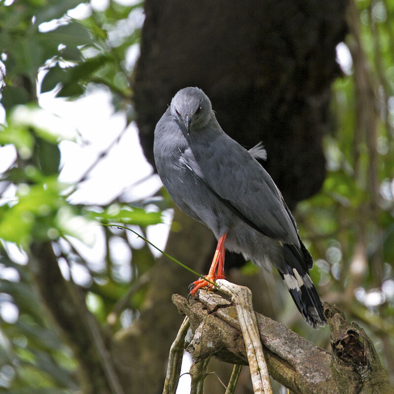 Crane Hawk