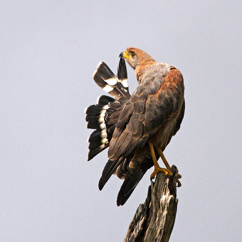 Savanna Hawk