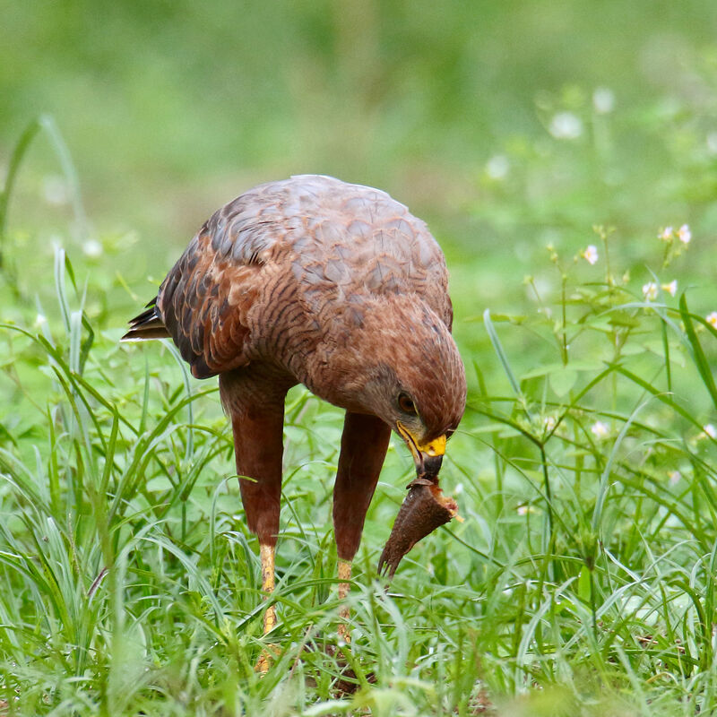 Buse roussâtreadulte, mange