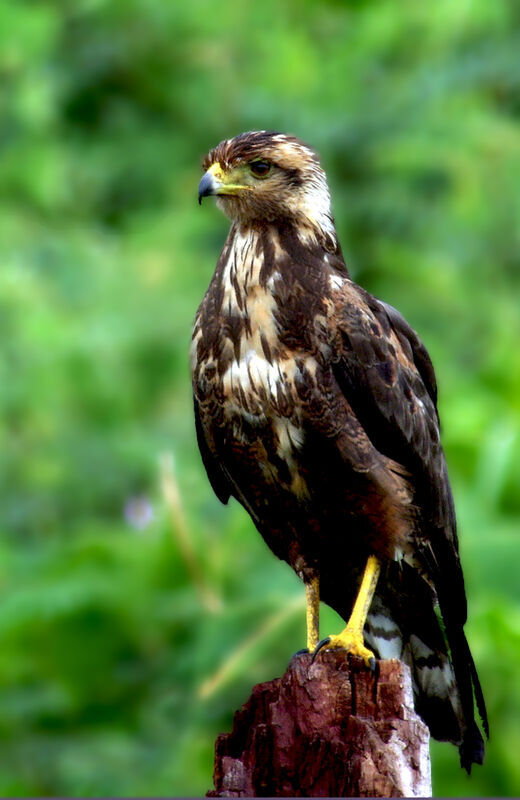 Savanna Hawk