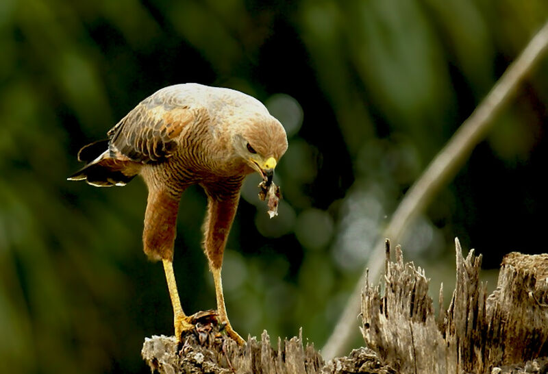 Savanna Hawk