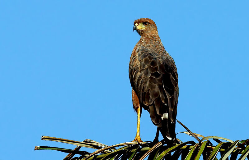 Savanna Hawk