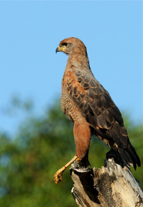 Savanna Hawk, identification