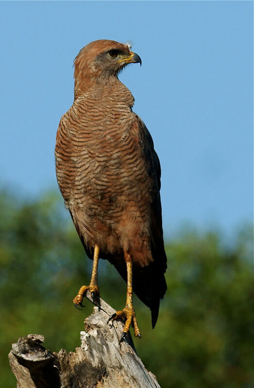 Savanna Hawk, identification