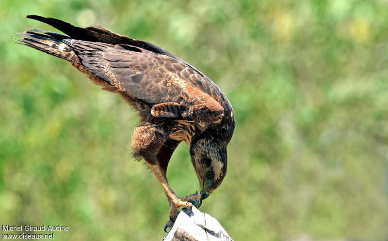 Buse roussâtreimmature, mange