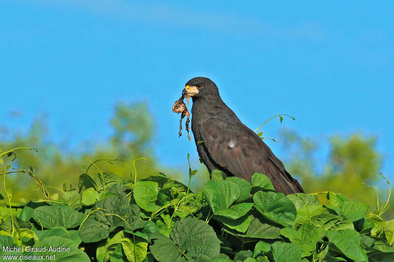 Buse urubuimmature, régime, mange