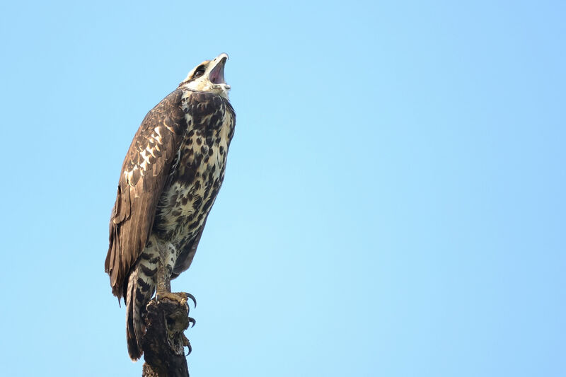 Great Black Hawkjuvenile