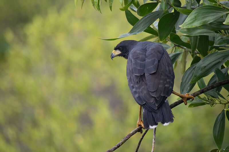 Great Black Hawkadult