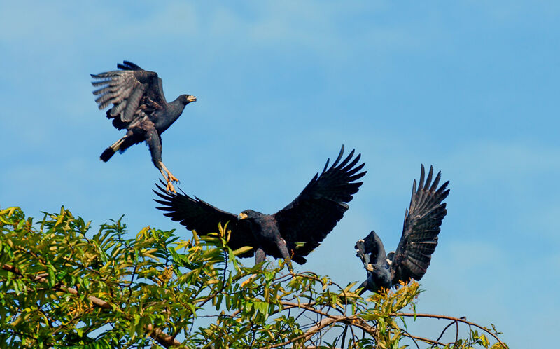 Great Black Hawk adult