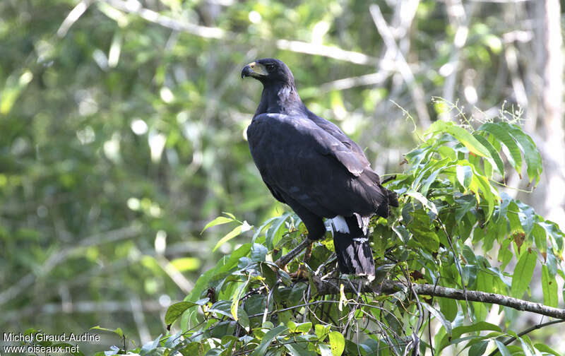 Great Black Hawkadult, identification