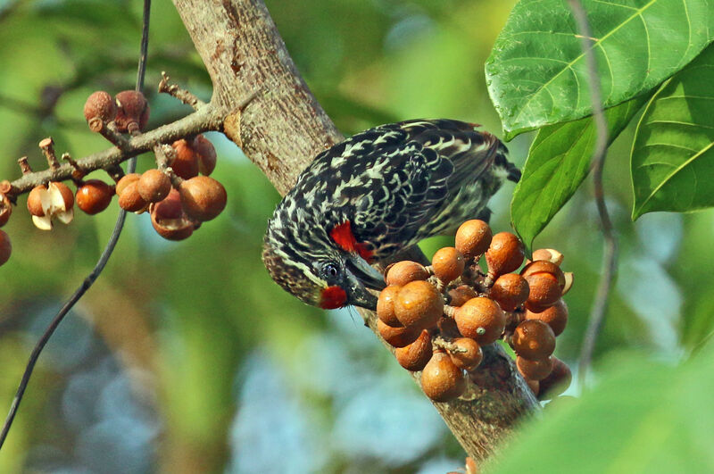 Black-spotted Barbet female adult, eats