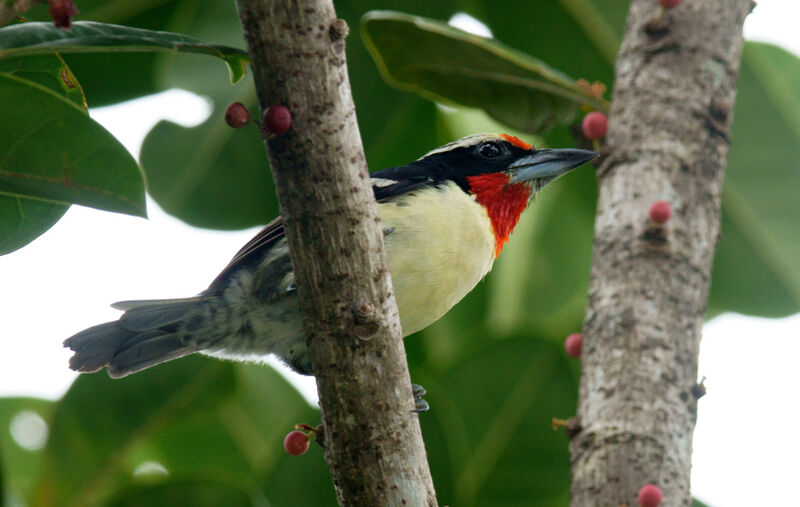 Black-spotted Barbet male adult