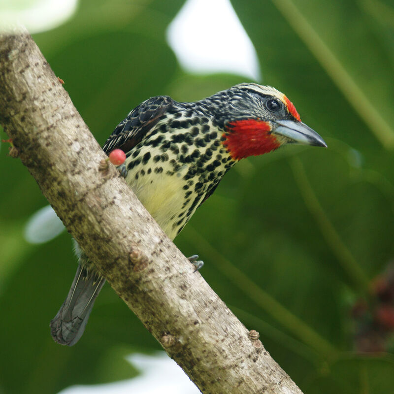 Black-spotted Barbet female adult