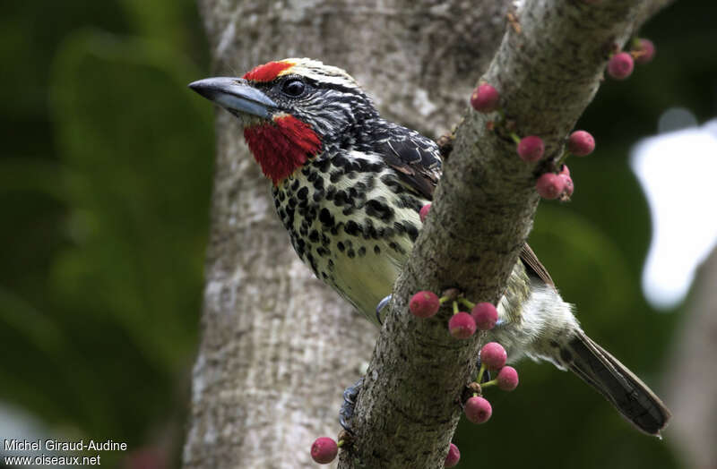 Black-spotted Barbet female adult