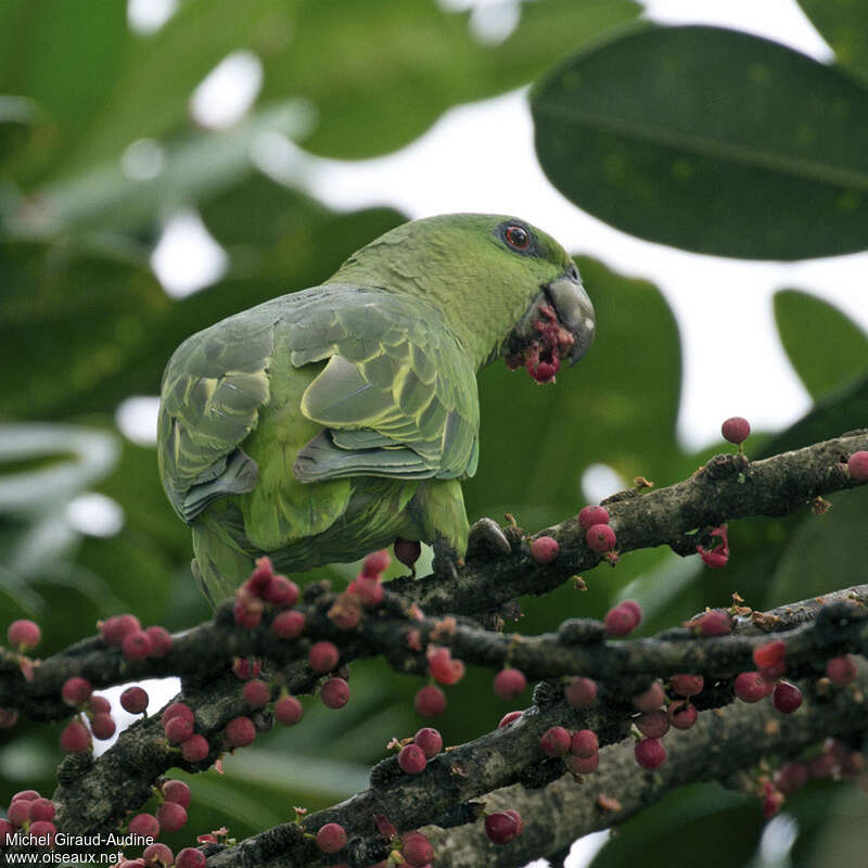 Short-tailed Parrotadult, feeding habits