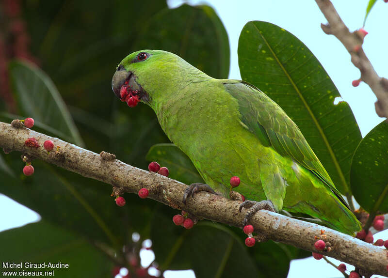 Short-tailed Parrotadult