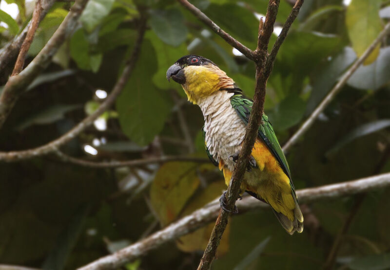 Black-headed Parrot