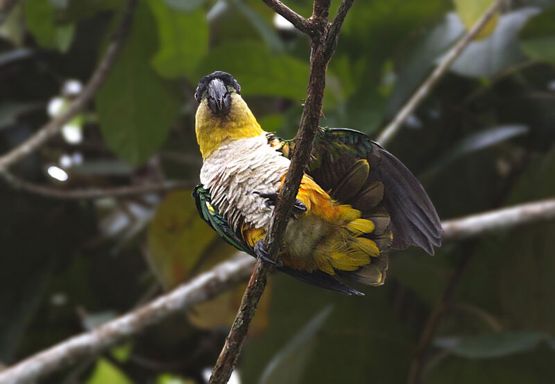 Black-headed Parrot