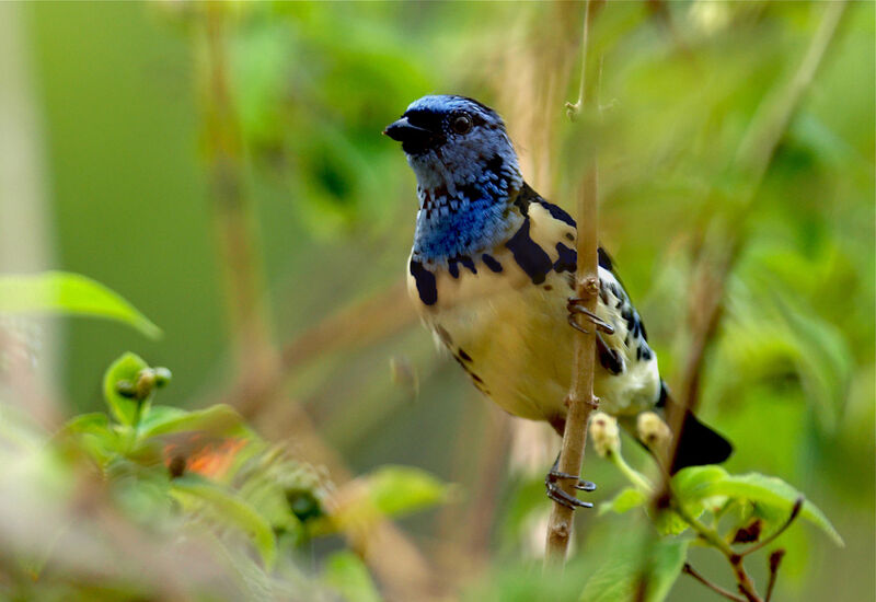 Turquoise Tanager, identification