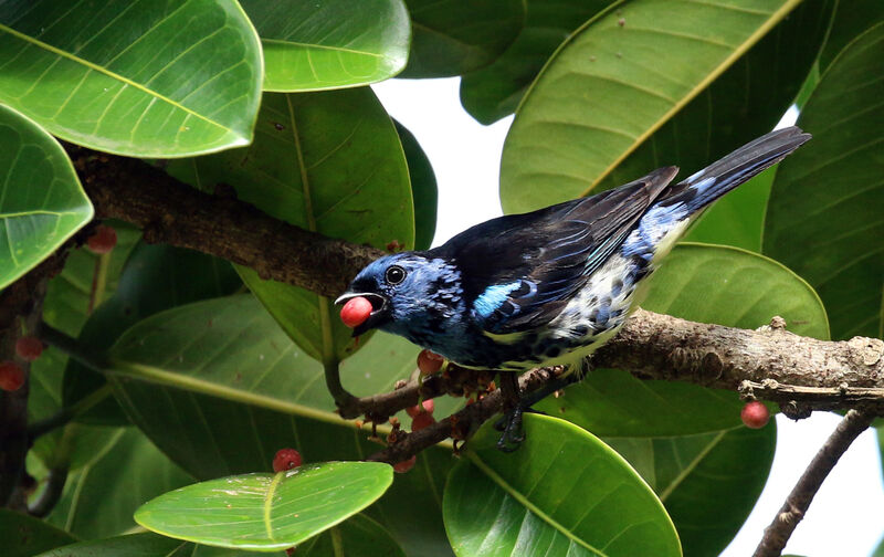 Turquoise Tanager, swimming