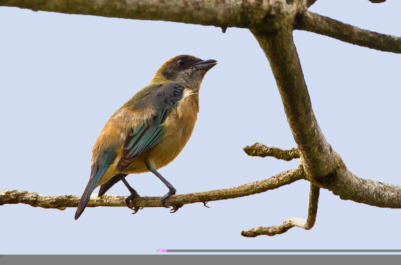 Burnished-buff Tanager female adult