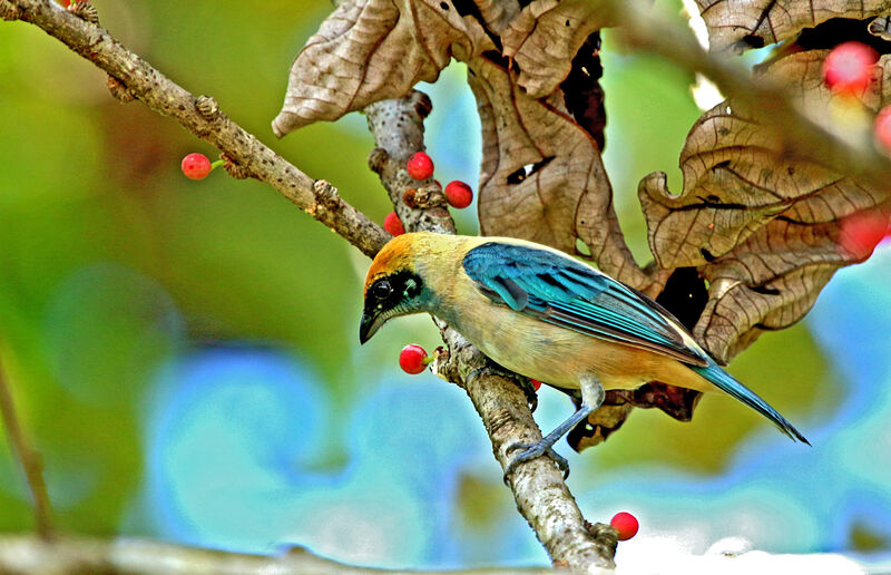 Burnished-buff Tanager male adult, eats