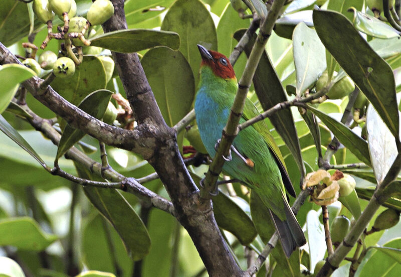 Bay-headed Tanageradult