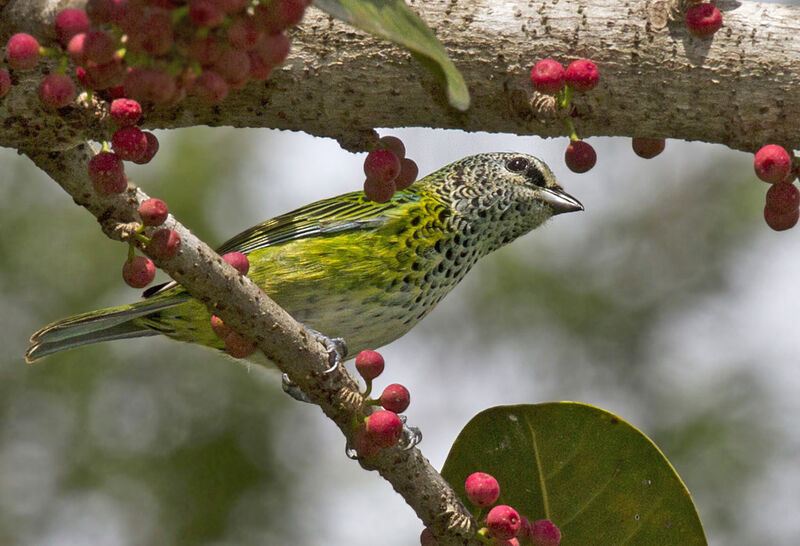 Spotted Tanager