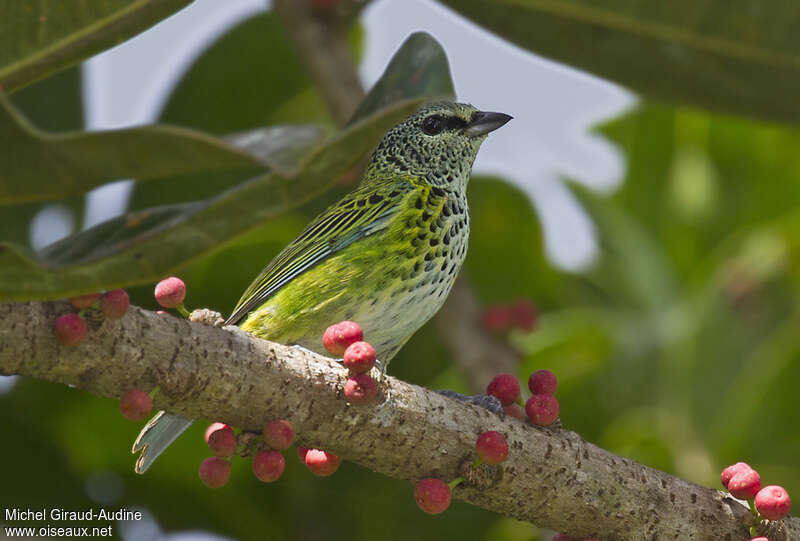 Spotted Tanageradult, identification