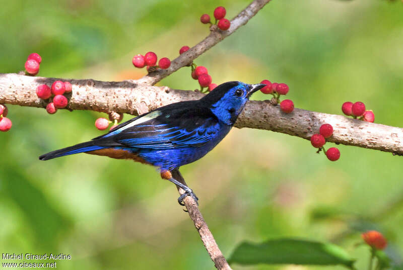 Opal-rumped Tanageradult