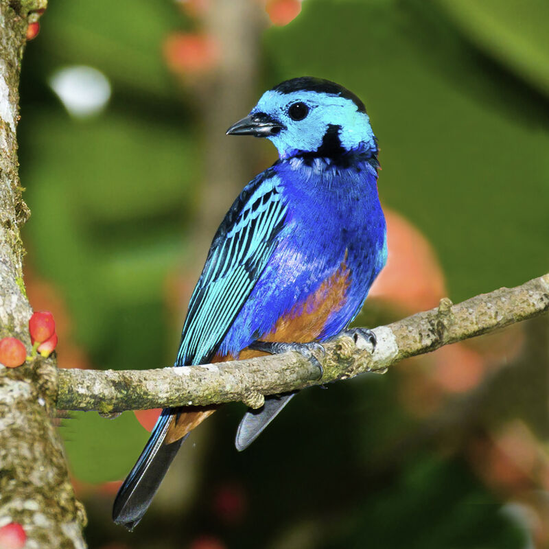 Opal-rumped Tanager