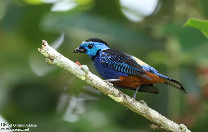 Opal-rumped Tanageradult, identification