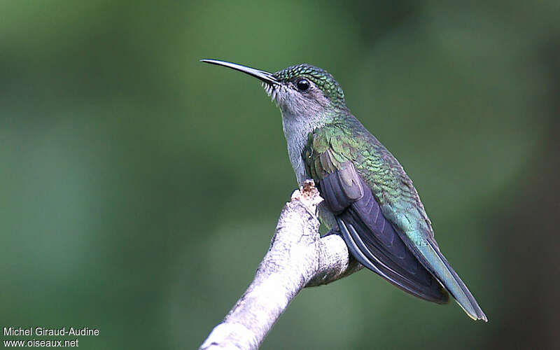 Grey-breasted Sabrewingadult, identification