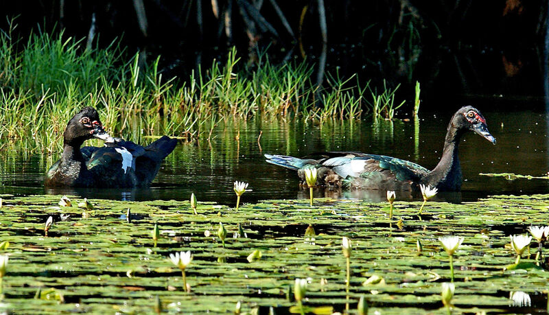 Canard musqué 