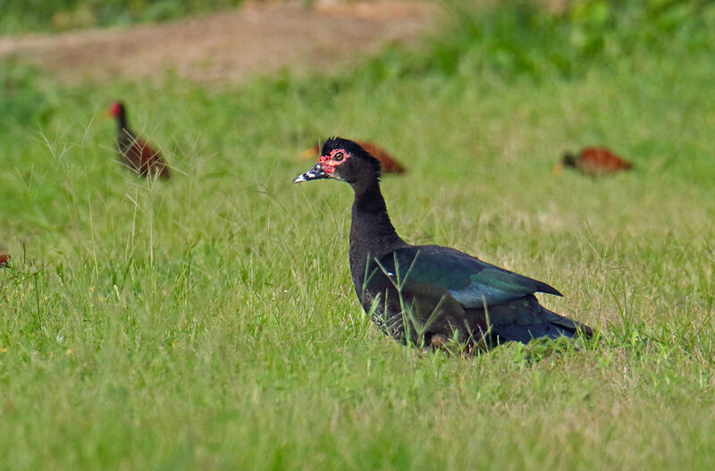 Canard musqué mâle adulte