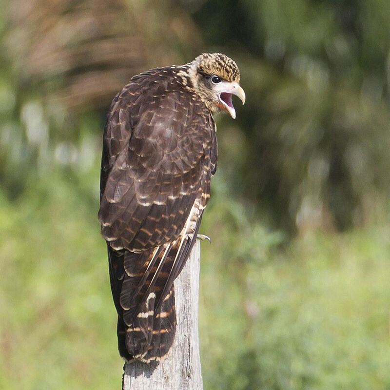 Yellow-headed Caracaraimmature