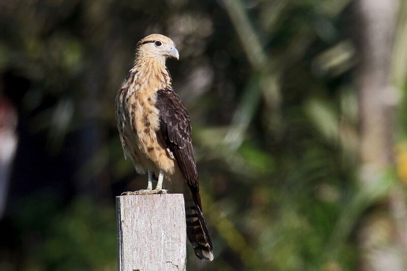 Caracara à tête jaunesubadulte