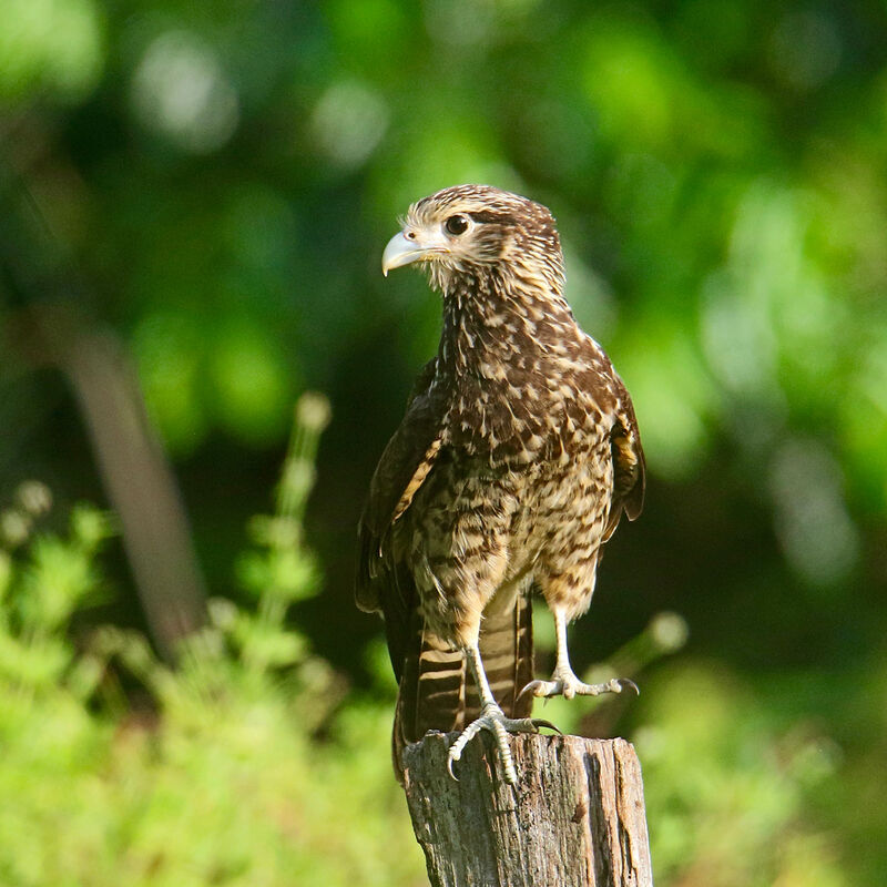 Yellow-headed Caracarajuvenile