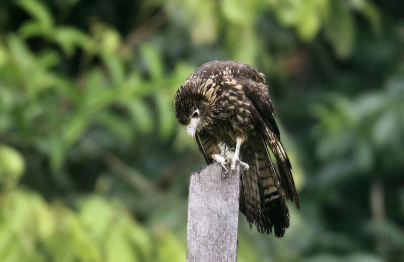 Yellow-headed Caracarajuvenile, eats