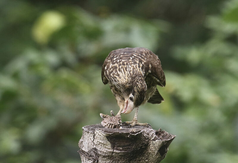 Caracara à tête jaunejuvénile, mange